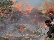 مستوطنون يحرقون أراضي زراعية في سهل برقة شمال غرب نابلس