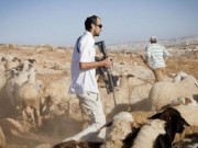 مستوطنون يعتدون على ممتلكات مواطنين في الأغوار ويسرقون عشرات رؤوس الماشية