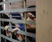 وزارة شؤون المرأة تنشر تقريراً يوثق العنف الممنهج ضد المعتقلات في سجون الاحتلال
