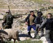 مستوطنون يهاجمون رعاة أغنام قرب قرية الديوك التحتا غرب أريحا