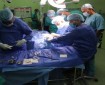 استئصال كلية خنزير لدى مريضة بعد 4 أشهر من زرعها