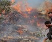 مستوطنون يحرقون محاصيل زراعية غرب قرية سوسيا جنوب الخليل