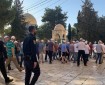 بالفيديو || عشرات المستوطنين يقتحمون الأقصى