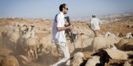 مستوطنون يخلعون أبواب غرفة زراعية ويحاولون إحراقها برام الله
