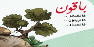 باقون كالصخر كالزيتون