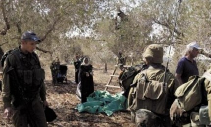 الاحتلال يصعد اعتداءاته على قاطفي الزيتون في رام الله